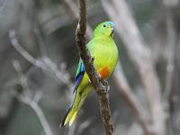 Orange-bellied Parrot (Neophema chrysogaster)