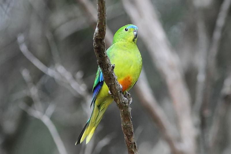 Orange-bellied Parrot (Neophema chrysogaster)
