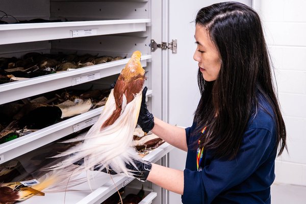 Ornithology Collection, AMRI