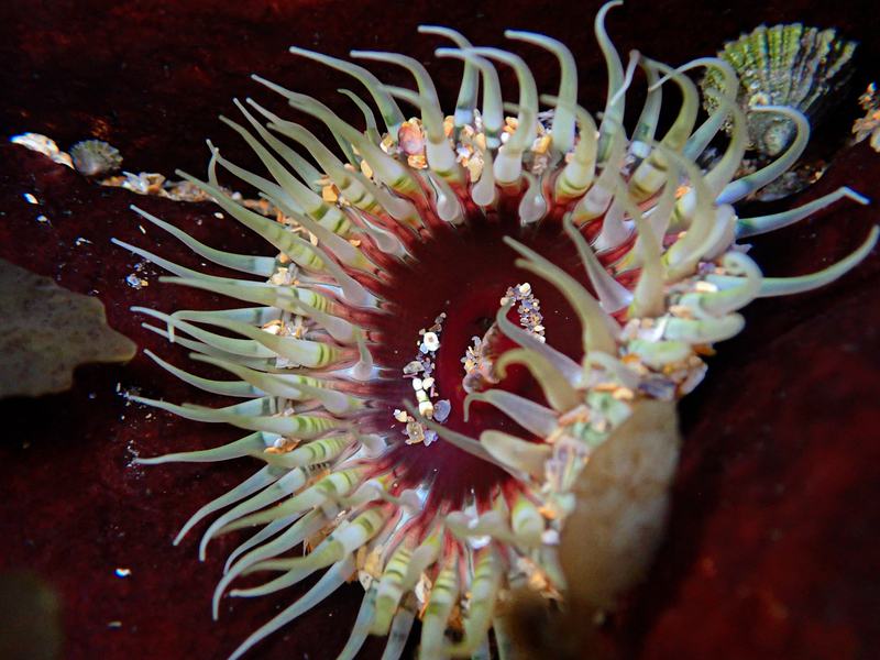 Oulactis muscosa