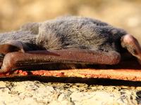 Inland Freetail Bat, Ozimops petersi