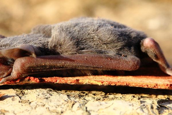 Inland Freetail Bat, Ozimops petersi