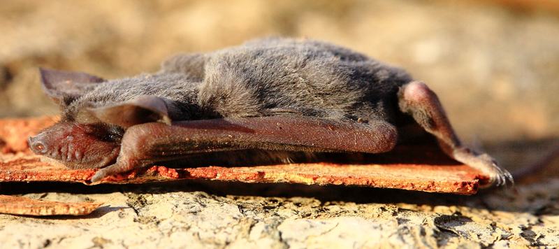 Inland Freetail Bat, Ozimops petersi