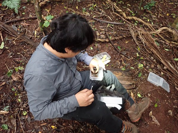 COILS team reintroducing land snails on Norfolk Island.