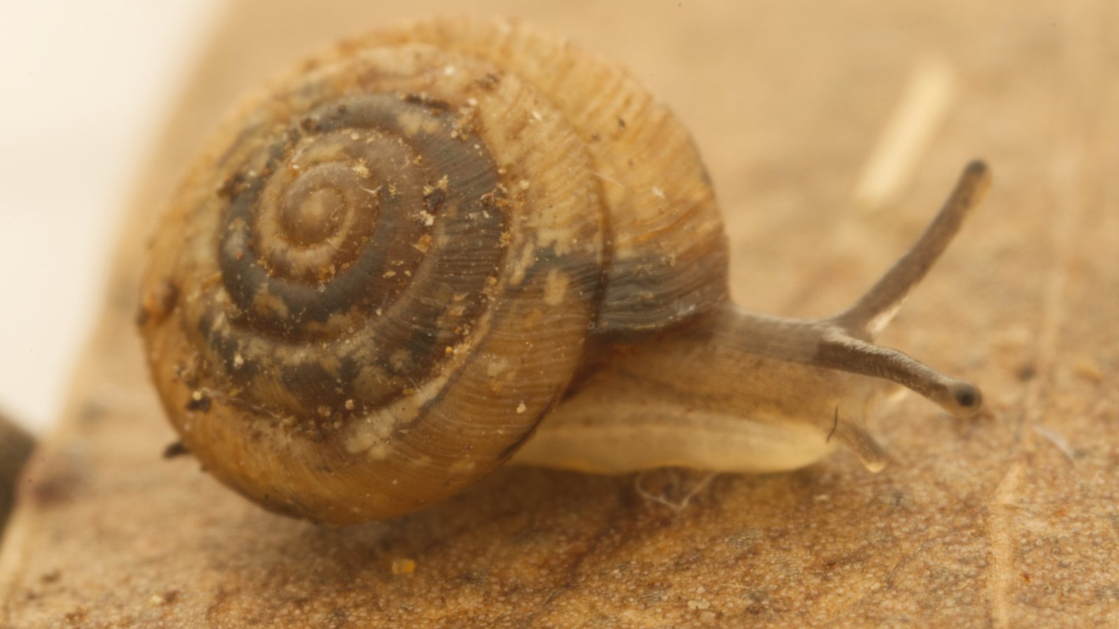 Pedicamista sp. Southport, Goat Bluff