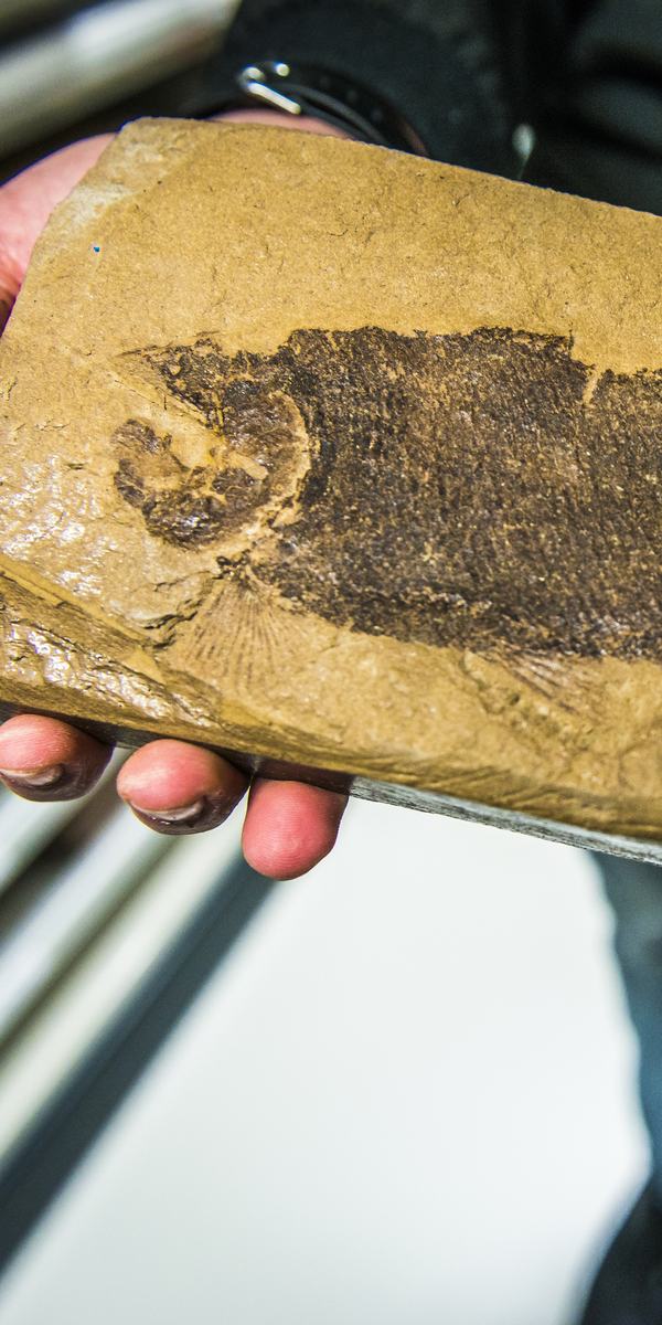 Person holding a fossil of a fish in right profile, the fish showing visible bones and fins embedded in a piece of stone.