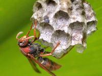 Paper Wasp, Polistes sp. and nest
