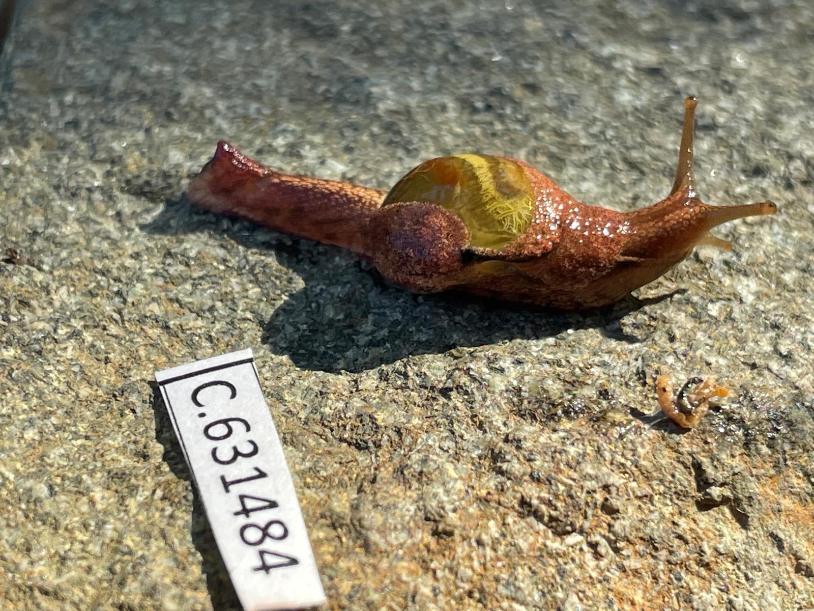 Peloparion helenae (Tourmaline) crawling (Isabel Hyman) WhatsApp Image 2026-09-20 at 8.34.21 PM