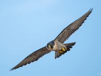 Peregrine Falcon (Falco peregrinus)