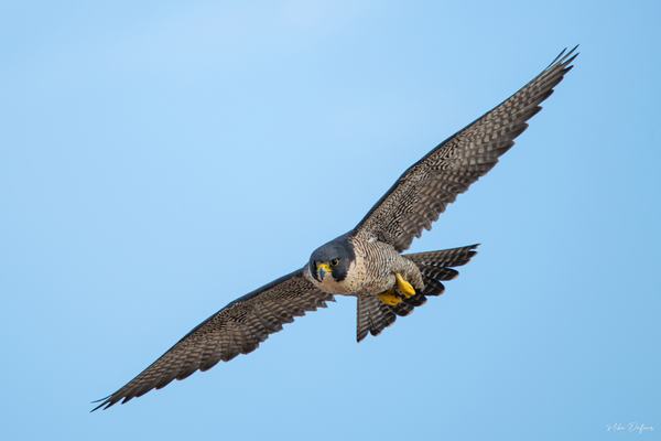 Peregrine Falcon (Falco peregrinus)