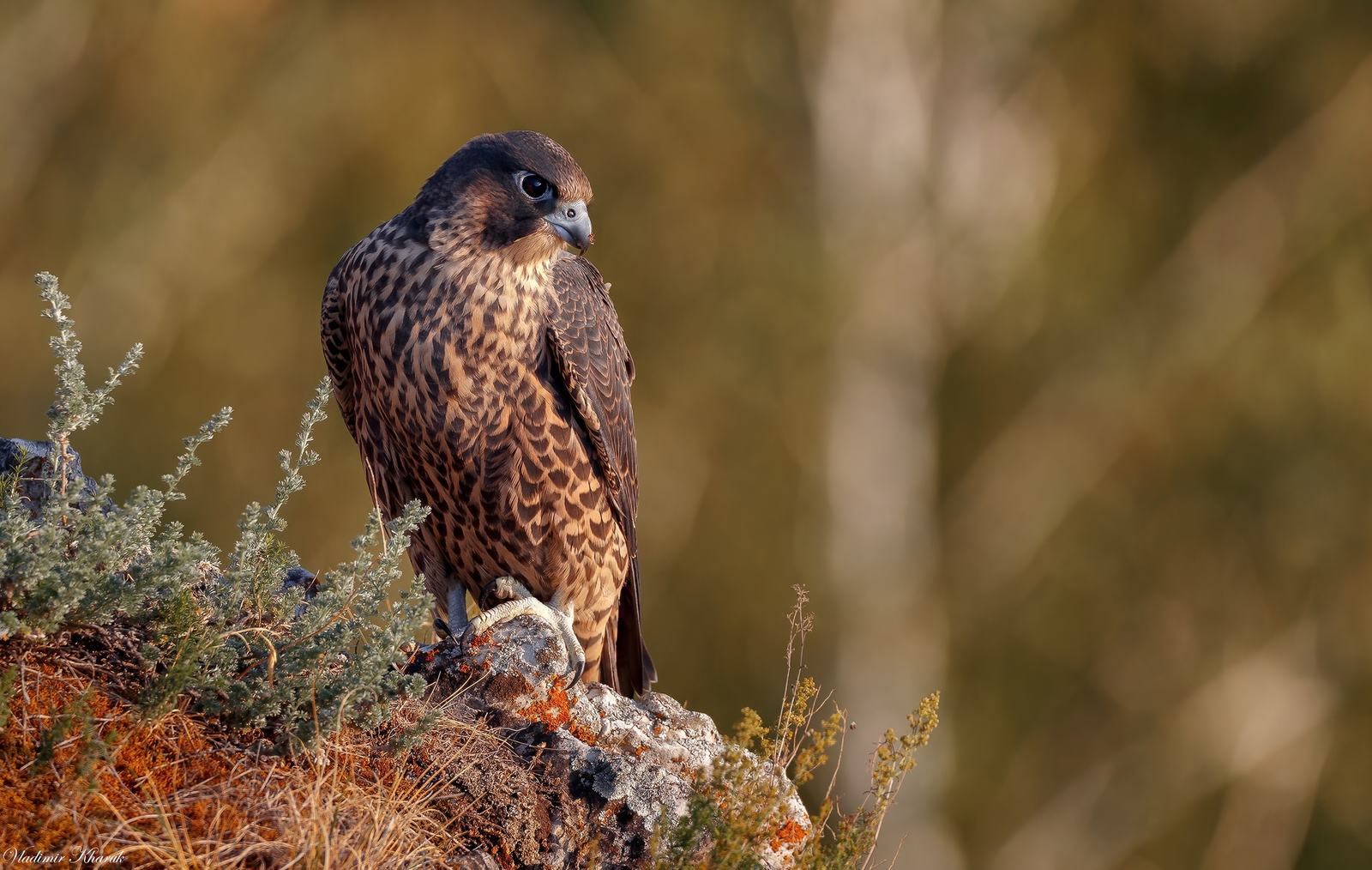 Peregrine Falcon perched on a rocky outcrop, facing left with a blur of greenery in the background.
