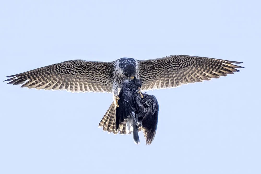 Peregrine Falcon soaring in the sky with prey clutched in its talons, wings spread wide and tail feathers visible, against a clear blue sky.
