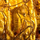 <i>2023 Australian Geographic Nature Photographer of the Year</i>
<p>
Winner Threatened Species: Golden Seahorse by Pete McGee, New South Wales.
<p><i>White’s Seahorse is endemic to the east coast of Australia. The species is classed as endangered, with large population declines over recent decades due mainly to habitat loss. 
They have the ability to change colour and blend with habitat, including the beautiful yellow soft coral in this image. </i>