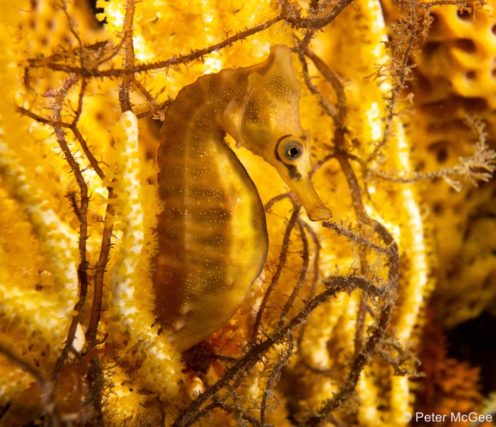 2023 AGNPY Winner Threatened Species: Golden Seahorse by Pete McGee
