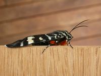 Grapevine Moth, Phalaenoides glycinae