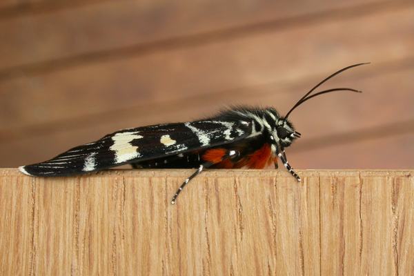 Grapevine Moth, Phalaenoides glycinae