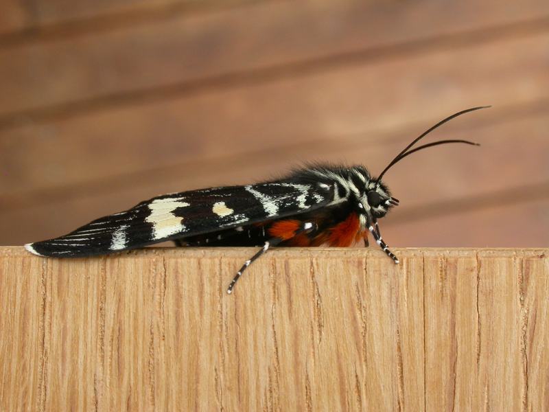 Grapevine Moth, Phalaenoides glycinae