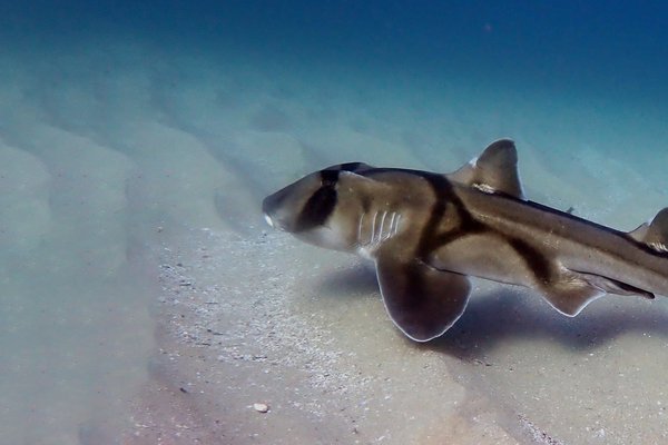Port Jackson Shark, Heterodontus portusjacksoni