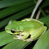 A northern member of the Green Stream Frog group, the Pearson’s Stream Frog