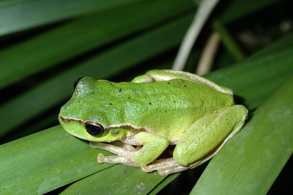 A northern member of the Green Stream Frog group, the Pearson’s Stream Frog