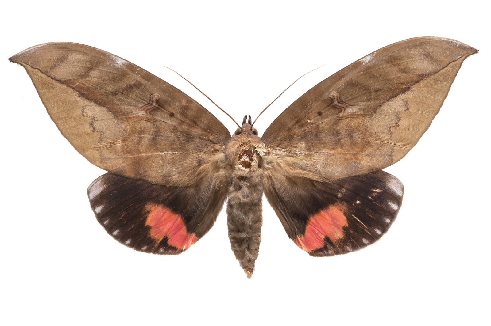 Pink Winged Moth