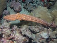 Pinnoctopus ornatus