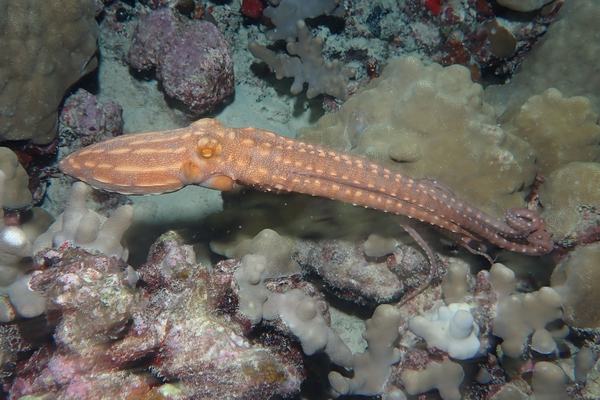 Pinnoctopus ornatus