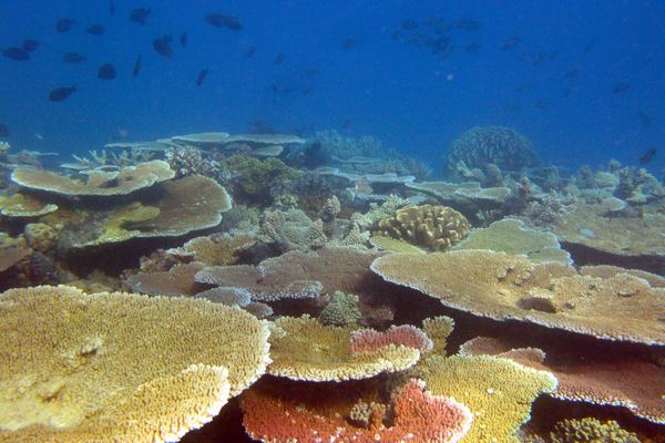 Plate corals South Island, Lizard Island Group