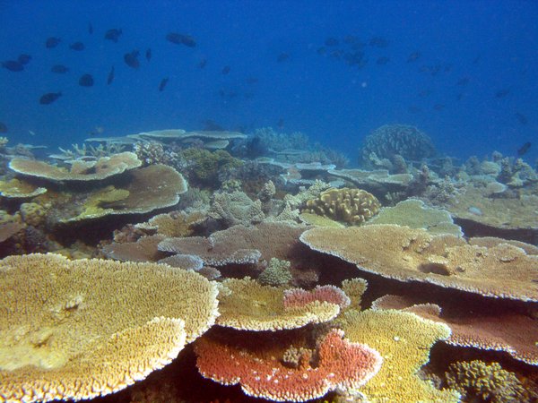 Plate corals South Island, Lizard Island Group