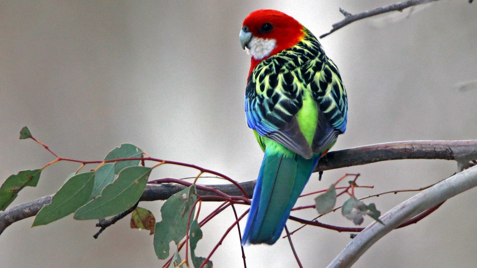 Eastern Rosella perched on a branch, back and tail visible, head turned left.