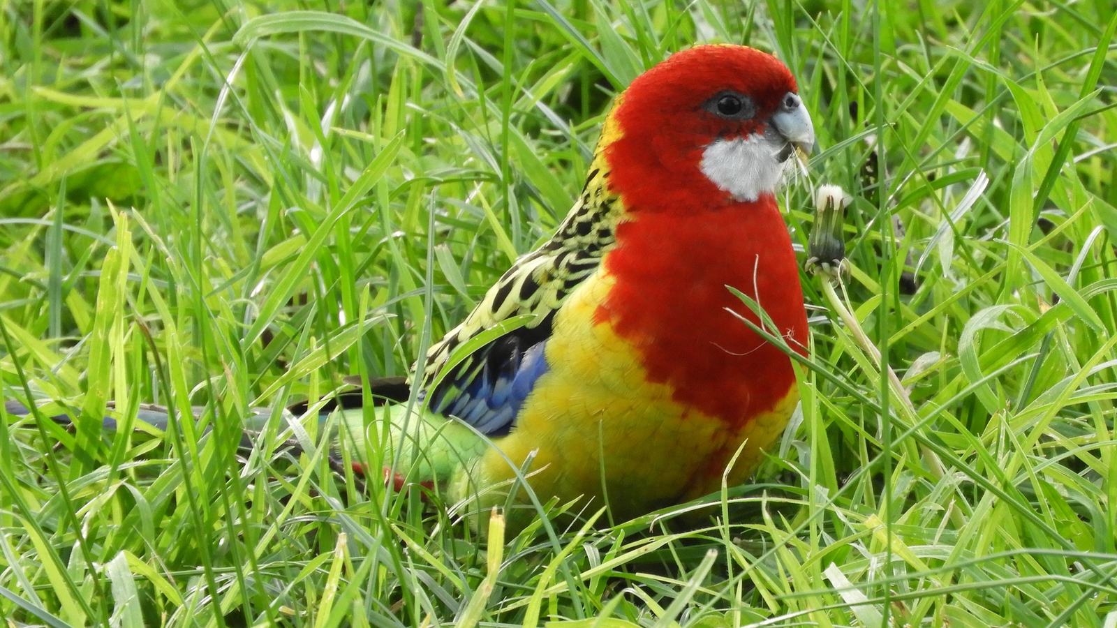 Eastern Rosella sitting in long grass, viewed in right profile, with a plant in its beak.