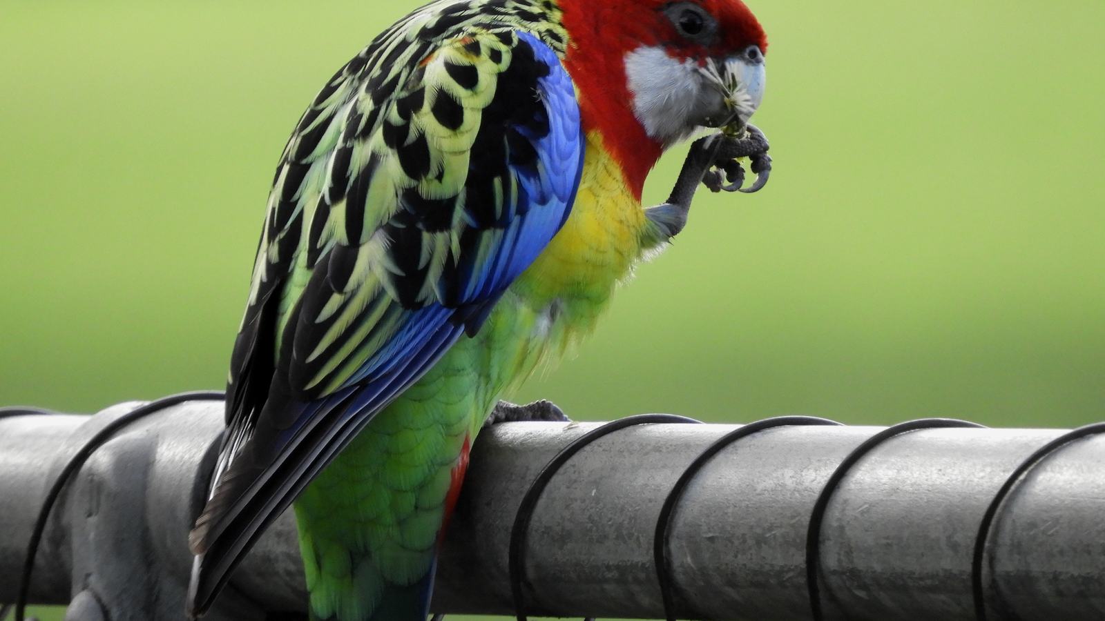 Eastern Rosella perched on a fence, right foot raised to its beak while eating a plant. Seen in right profile.