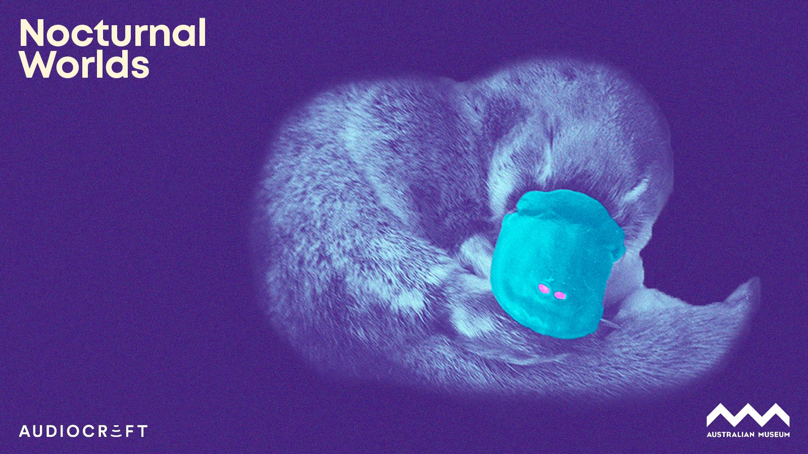 Nocturnal Worlds podcast: Platypus