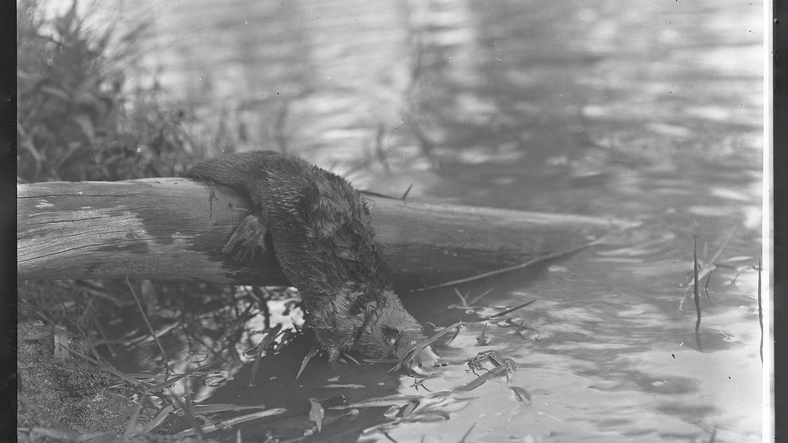 Platypus at water's edge