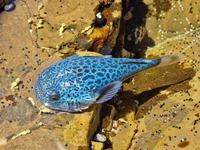 Scaled Stargazer, Pleuroscopus pseudodorsalis
