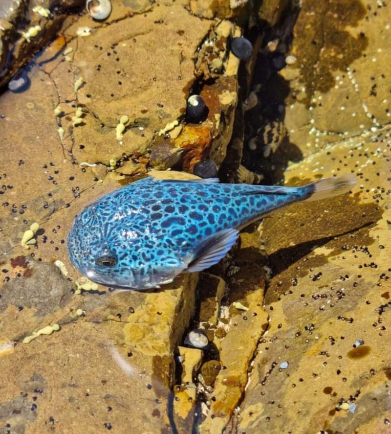 Scaled Stargazer, Pleuroscopus pseudodorsalis
