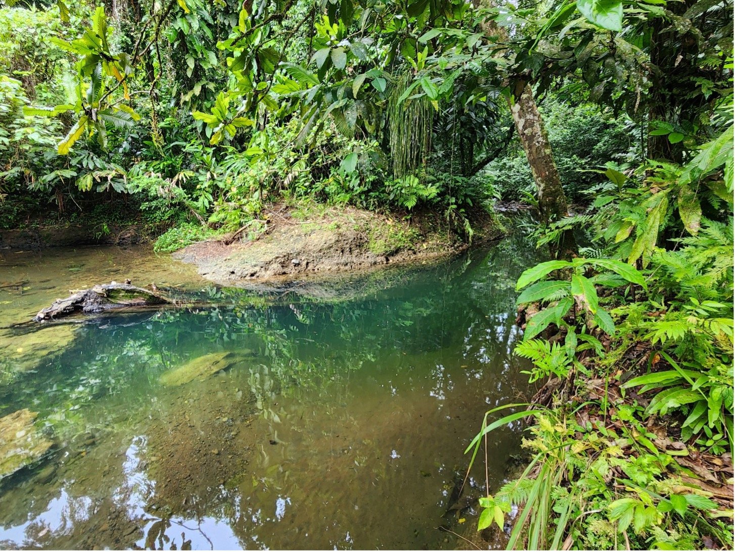 Pristine freshwater stream, home to a variety of native freshwater molluscs on Tetepare Island