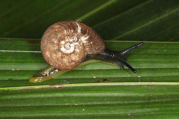 Lord Howe Island land snail, Pseudocharopa whiteleggei