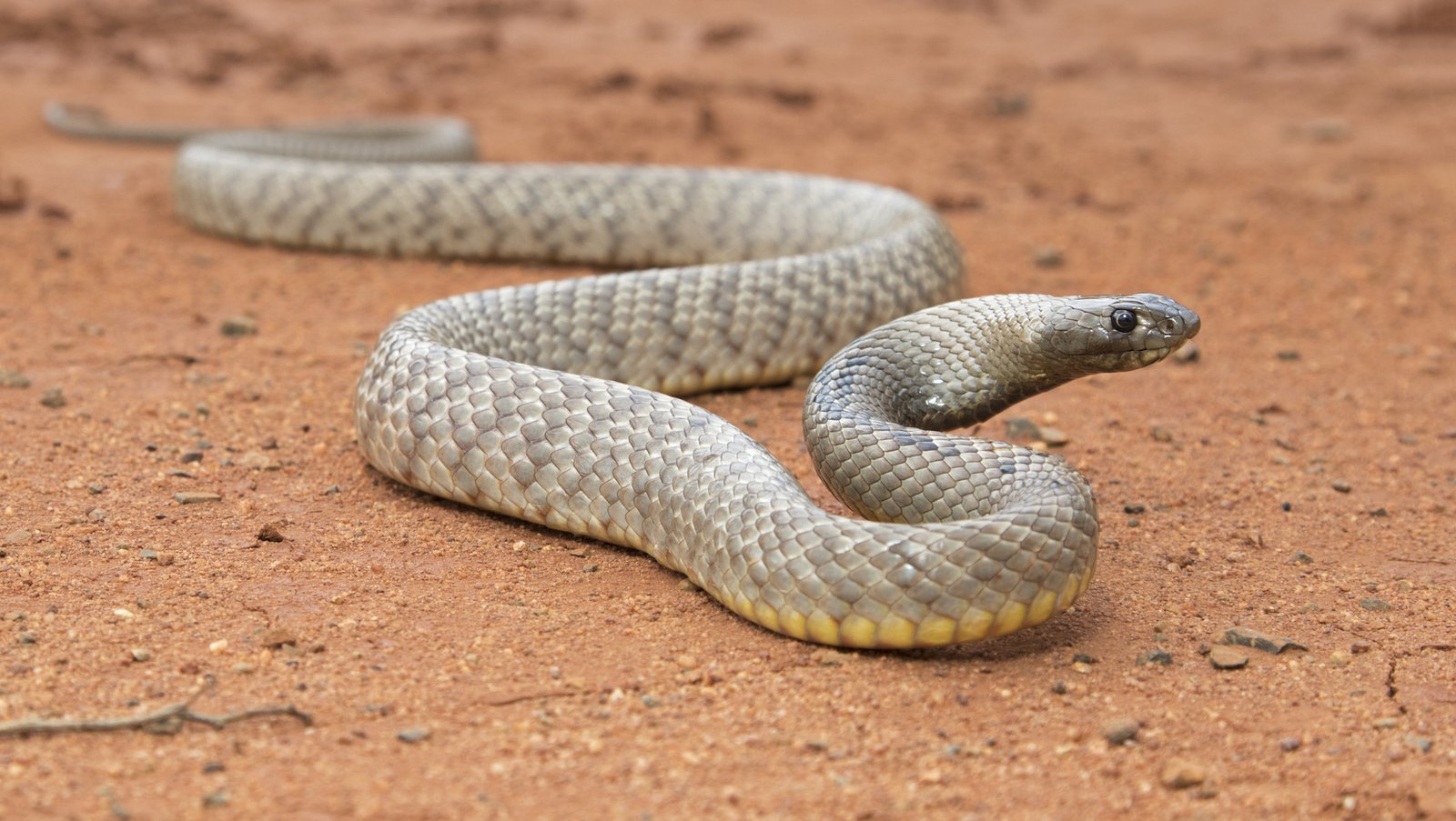 Strap-Snouted Brown Snake, Pseudonaja aspidorhyncha