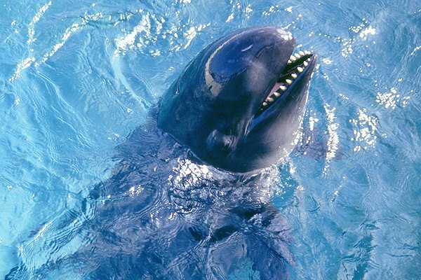 False Killer Whale, Pseudoorca Crassidens