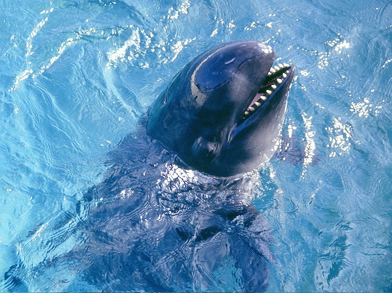 False Killer Whale, Pseudoorca Crassidens