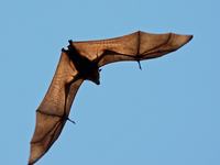 Torresian Flying-fox, Genus Pteropus