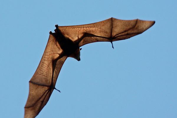 Torresian Flying-fox, Genus Pteropus