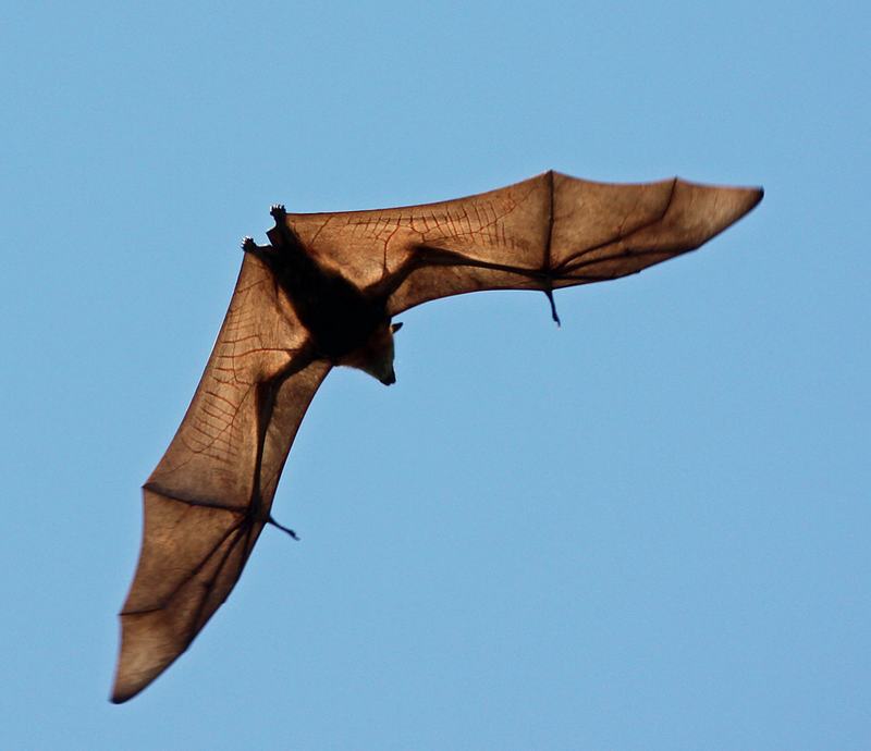 Torresian Flying-fox, Genus Pteropus