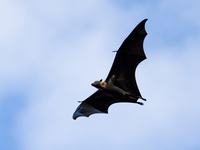 Large-eared Flying-fox, Pteropus macrotis