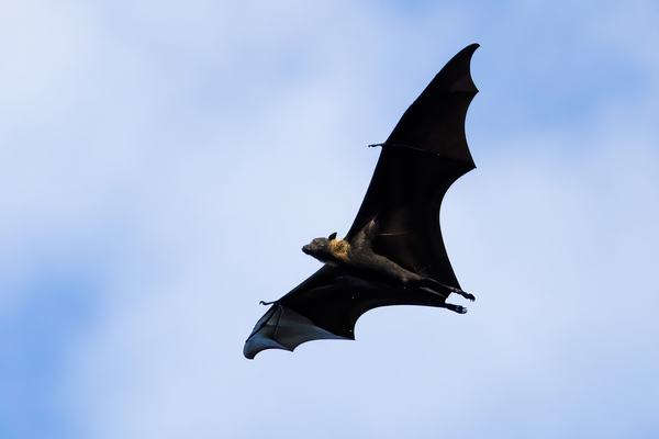 Large-eared Flying-fox, Pteropus macrotis