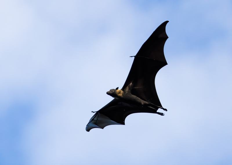 Large-eared Flying-fox, Pteropus macrotis