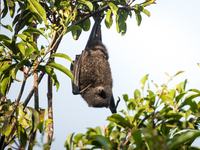 Christmas Island Flying-fox Pteropus melanotus