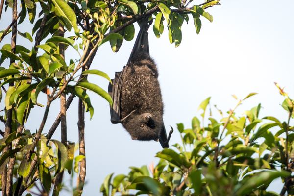 Christmas Island Flying-fox Pteropus melanotus