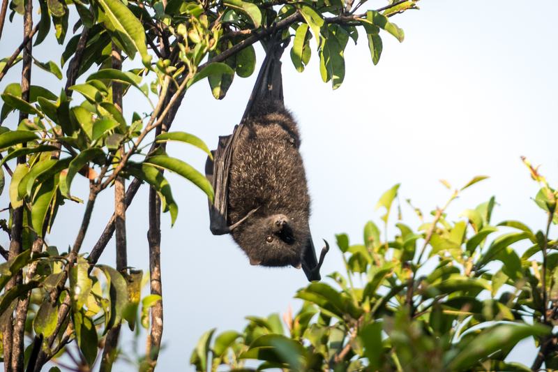 Christmas Island Flying-fox Pteropus melanotus